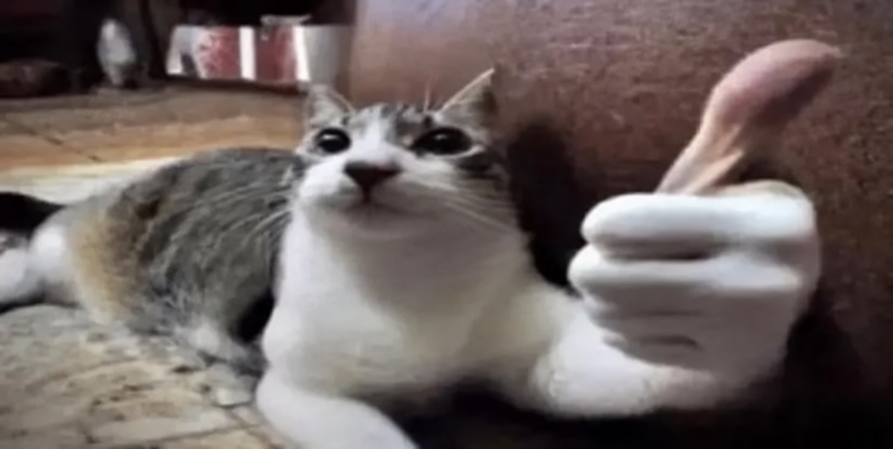 A cat beside a thumbs-up